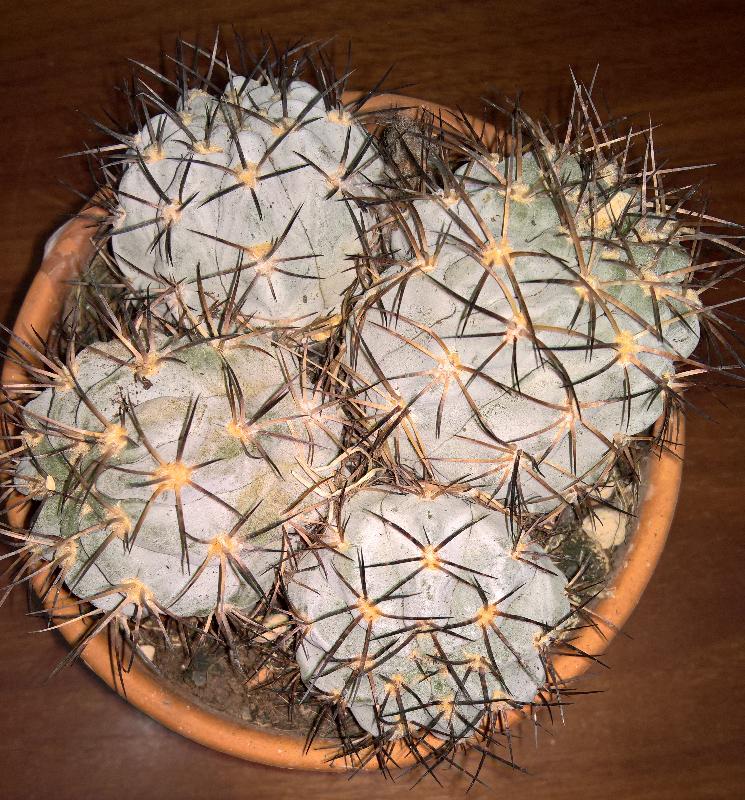 Acanthocalycium_glaucum.jpg